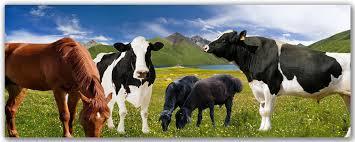 АНДИЖОНДА МАХСУС ФЕРМАЛАР ТАШКИЛ ЭТИЛАДИ